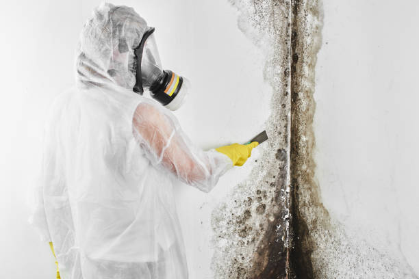 Best Black Mold Removal  in Oakland, MD