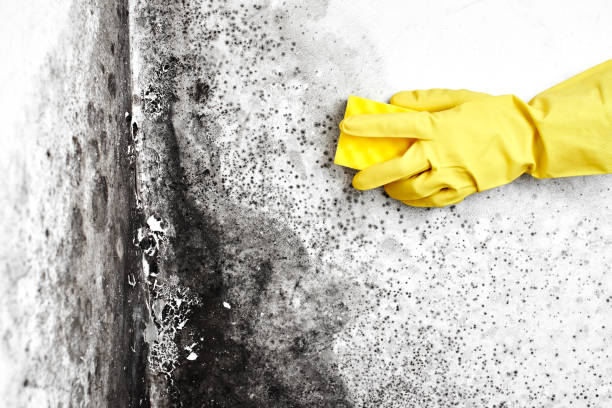 Trusted Oakland, MD Mold Removal Experts