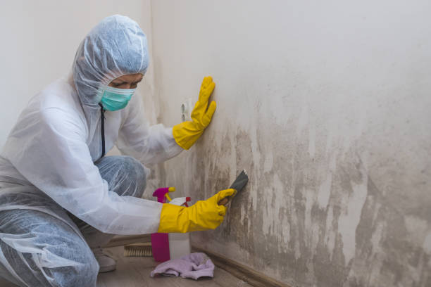 Best Mold Remediation  in Oakland, MD