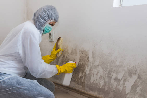 Best Local Mold Removal Service  in Oakland, MD