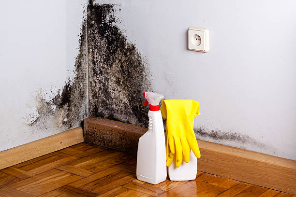 Best Mold Cleaning Services  in Oakland, MD