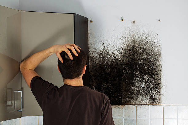Best Local Mold Removal Service  in Oakland, MD