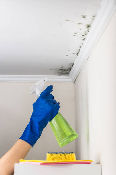 Best Residential Mold Removal  in Oakland, MD